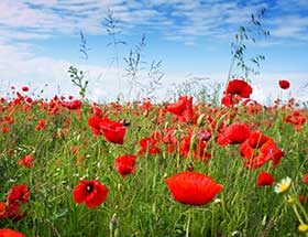 champs de coquelicots